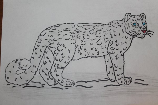 Рисунок снежный Барс из красной книги
