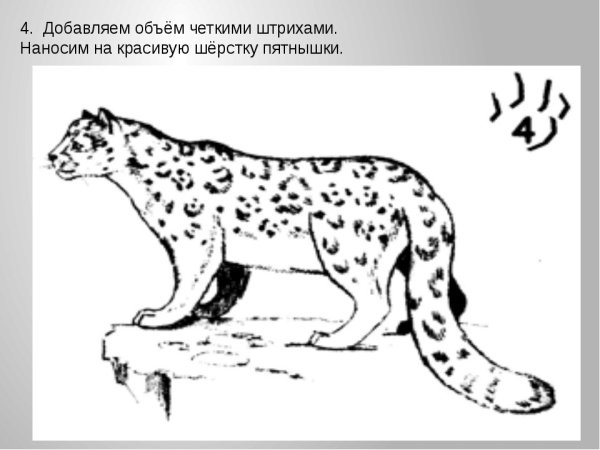 Снежный Барс нарисовать карандашом