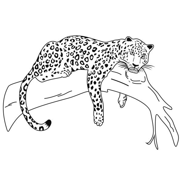 Контур леопарда для рисования