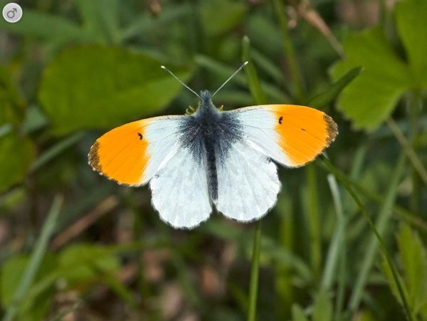 Anthocharis Cardamines