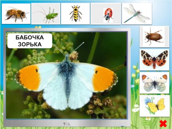 Насекомые Луга названия