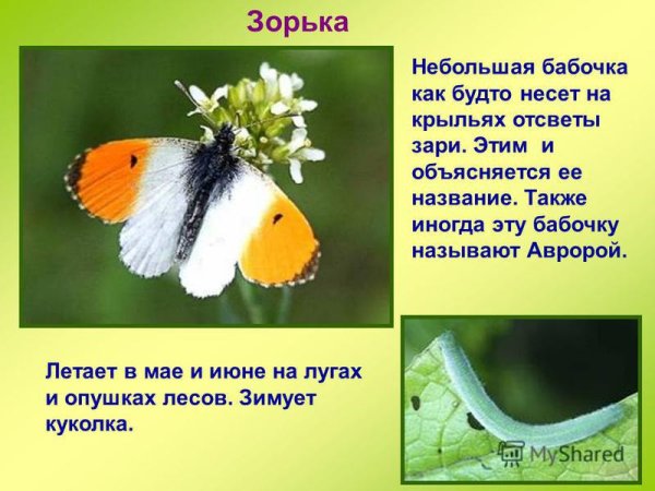 Бабочка Зорька описание