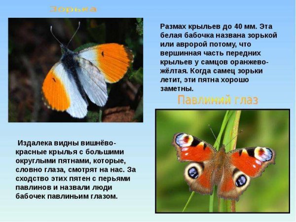 Бабочка Зорька описание для 2 класса
