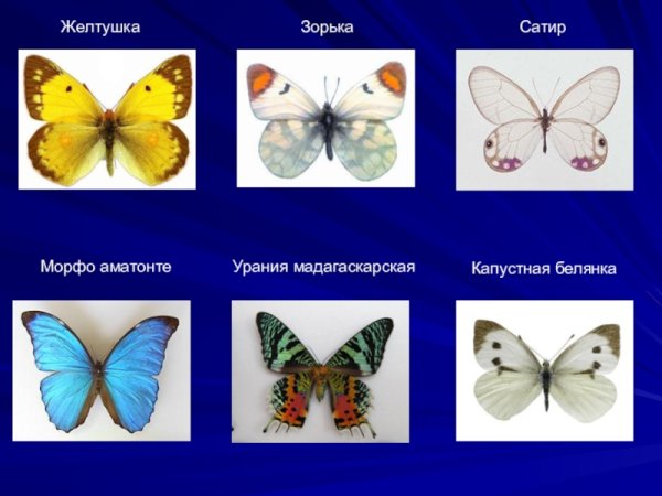 Зорька бабочка и бабочка желтушка
