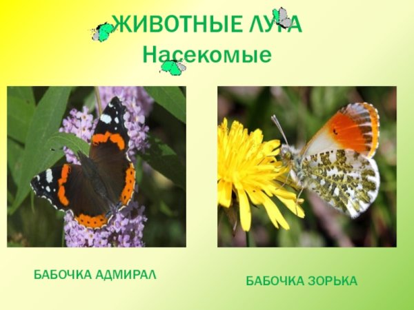 Животные Луга 2 класс бабочки
