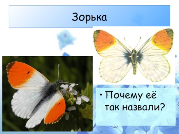 Бабочка Зорька описание