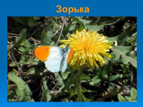 Зорька бабочка окружающий мир 1 класс
