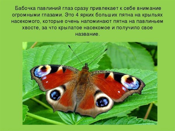 Отряд чешуекрылые павлиний глаз