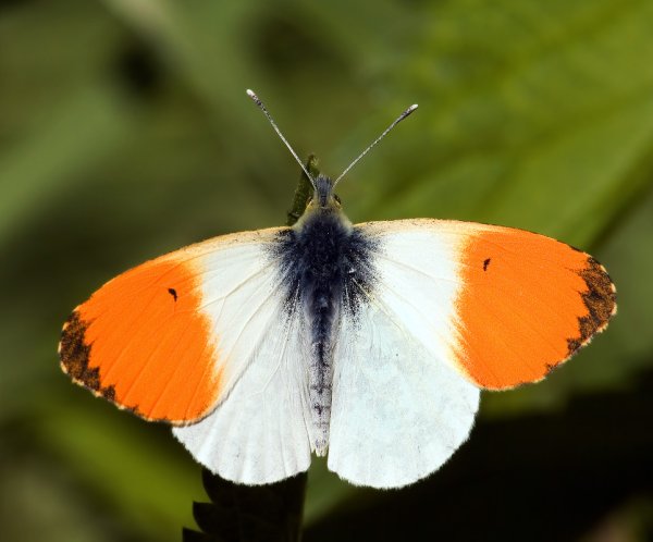 Anthocharis Cardamines