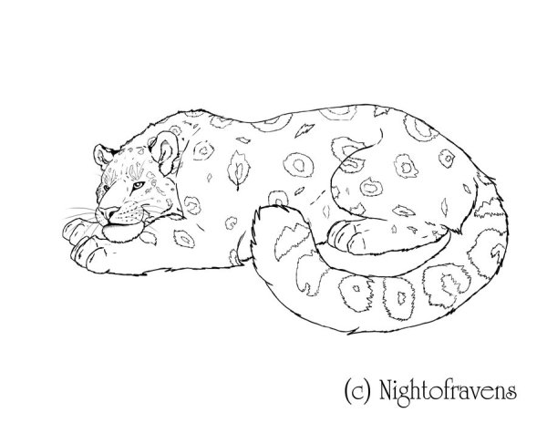 Снежный Барс рисунок карандашом