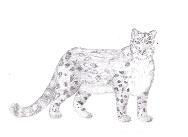 Ирбис нарисовать