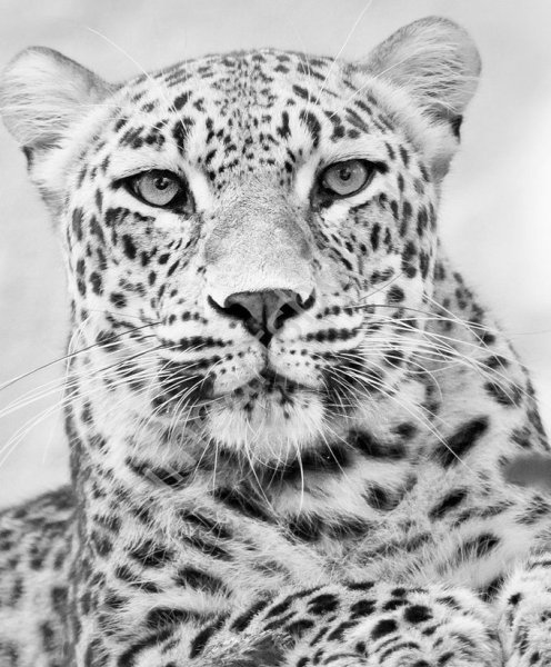 Леопард черно белый