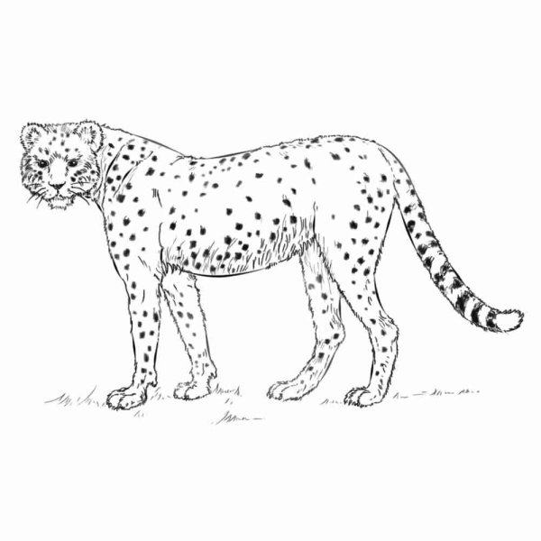 Маленький гепард раскраска