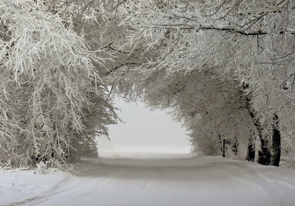 Деревья в снегу