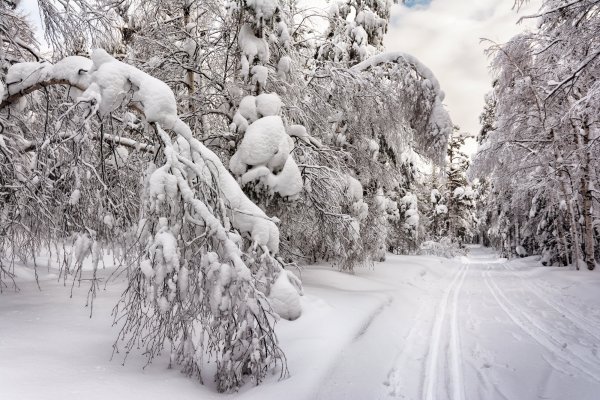 Зимний лес сугробы