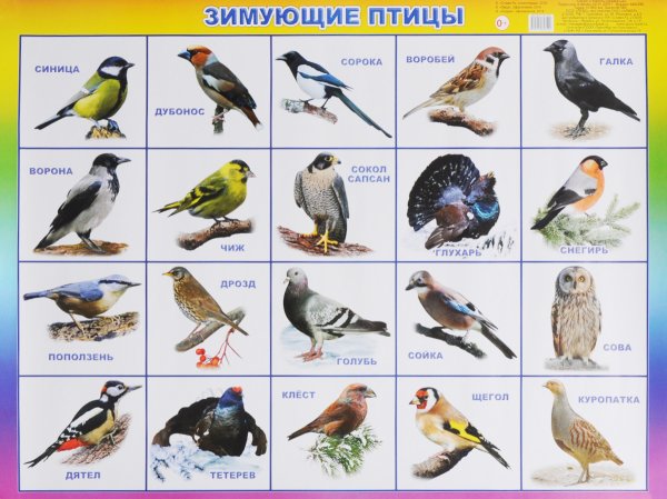Птицы средней полосы (31 фото) - красивые фото и картинки security58.ru