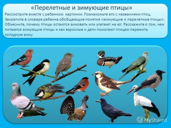 Перелетные птицы детям (39 фото)