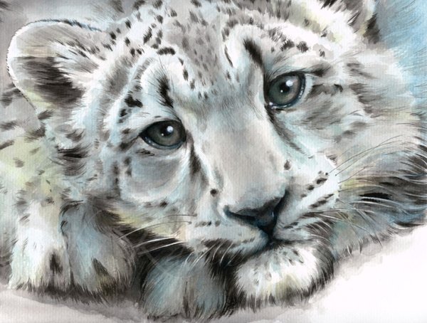Рисовка снежный Барс