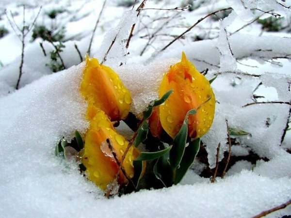Желтые розы на снегу