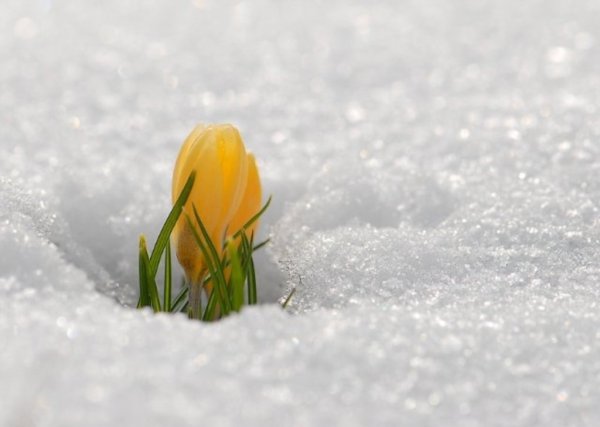 Желтые подснежники в снегу