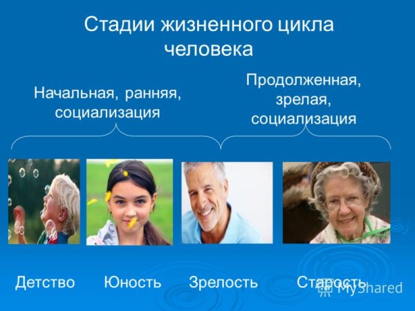Этапы жизненного цикла человека