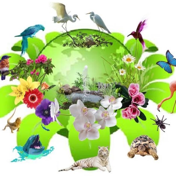 Мир природы экология