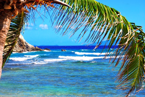 Пальмы и океан