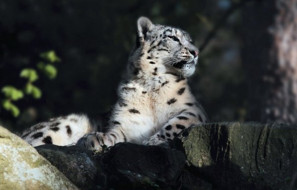 Снежный Барс черный