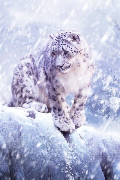 Снежный Барс Ирбис зимой