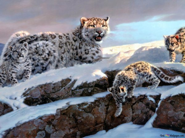 Снежные Барсы популяция