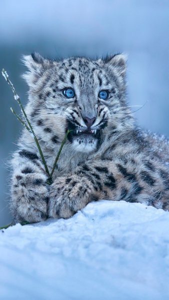 Снежный Барс с глупыми глазами