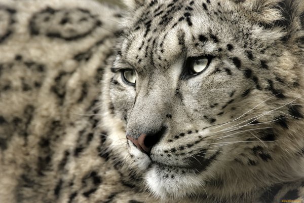 Snow Leopard обои