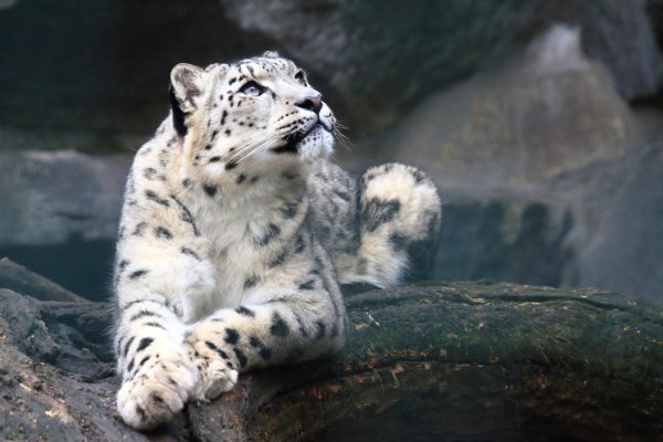 Снежный Барс Северная Осетия