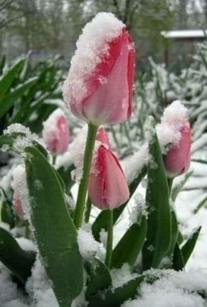 Доброе Весеннее Снежное утро