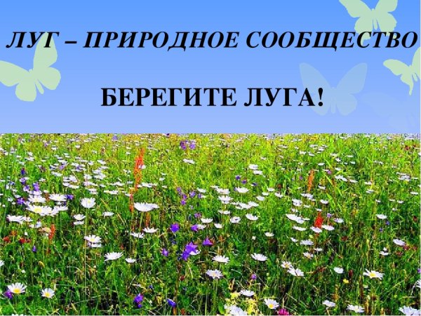 Природное сообщество Луга