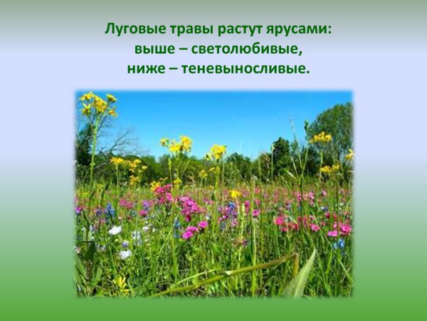 Цветы и растения родного края