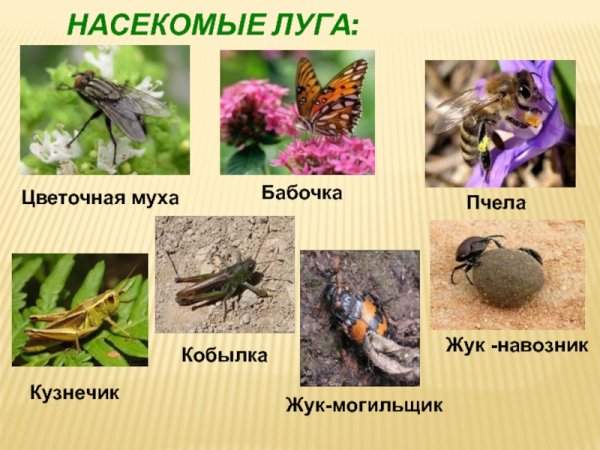Кобылка Цветочная Муха Жук-навозник Жук-могильщик