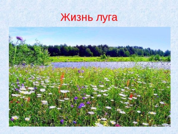 Жизнь Луга презентация