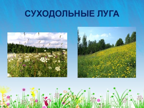 Суходольные Луга