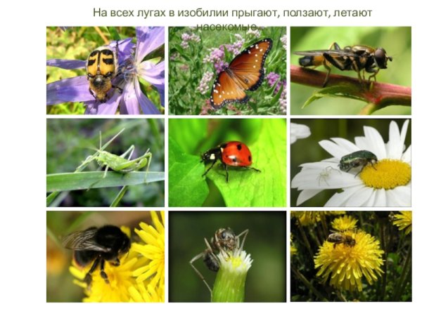 Насекомые и животные Луга