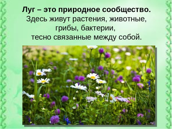 Жизнь Луга