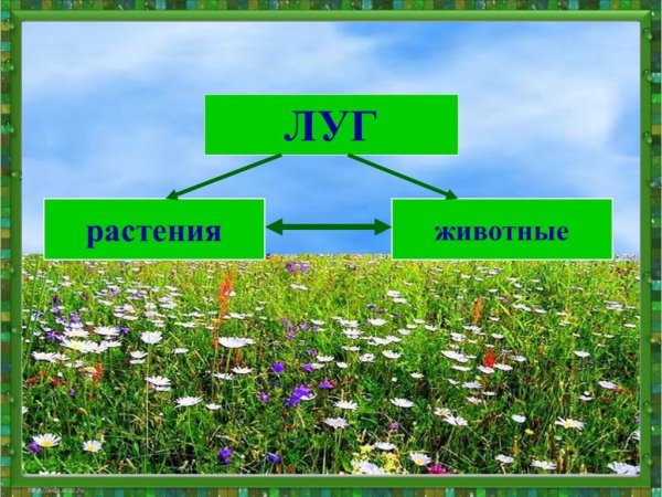Растения и животные Луга