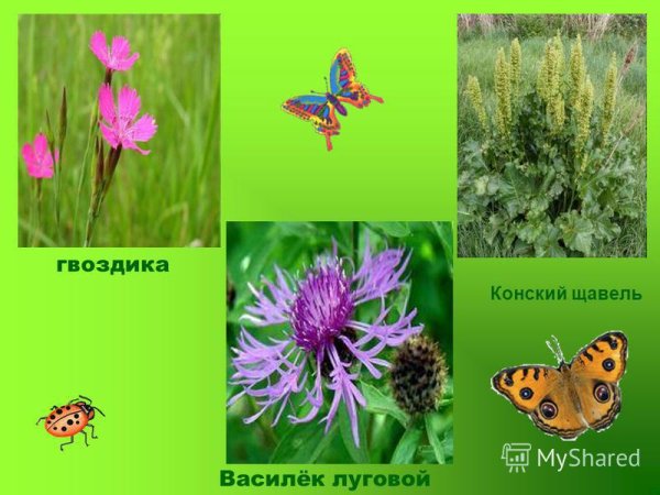 Растения и животные сообщества луг