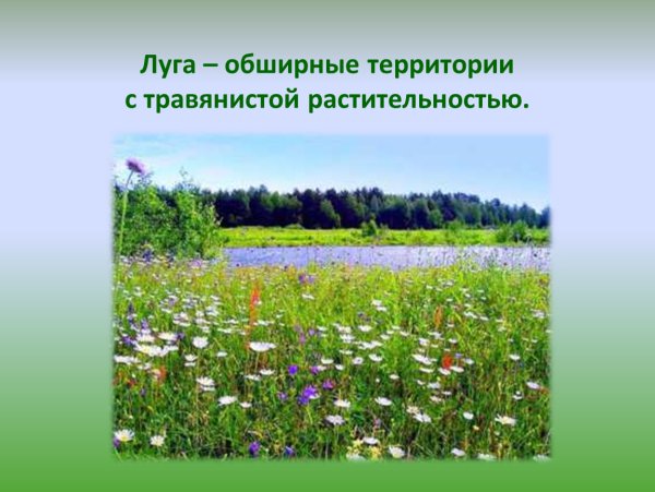 Природное сообщество луг