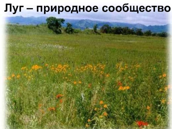 Сообщество луг