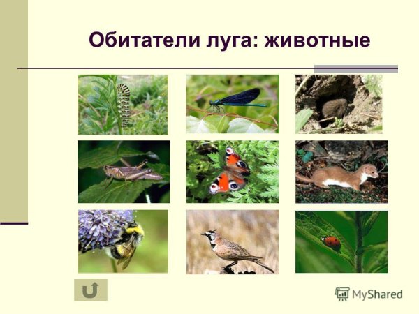 Животный мир Луга