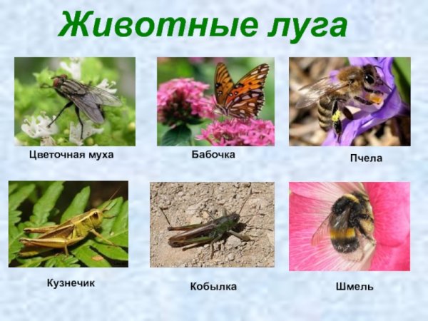 Насекомые обитающие в лугах