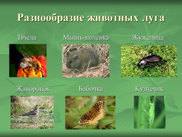 Животный мир Луга