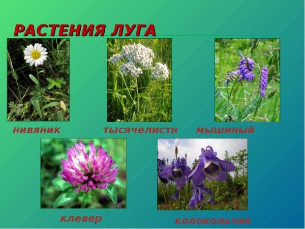 Растения Луга