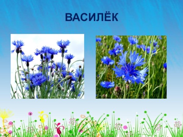 Василёк Луговой